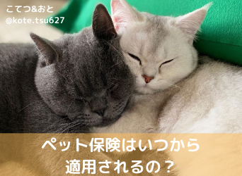 ペット保険はいつから適用されるの?知らないとトラブルのもと!-サムネイル画像